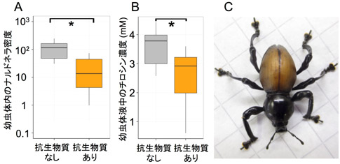 抗生物質処理によるナルドネラの抑制がクロカタゾウムシに与える影響の図