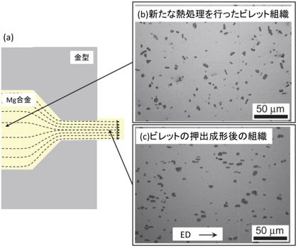 （a）押出成形の模式図（b）新たな熱処理を行ったビレット組織（c）ビレットの押出成形後の組織図