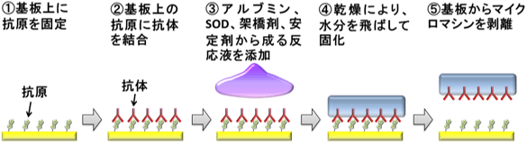 タンパク質マイクロマシンの作製手順の図