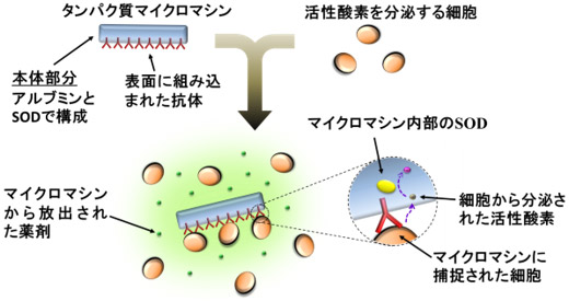 タンパク質マイクロマシンによる活性酸素の除去の図