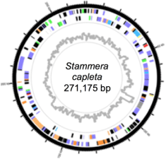 アオカメノコハムシの共生細菌スタメラのゲノム構造図