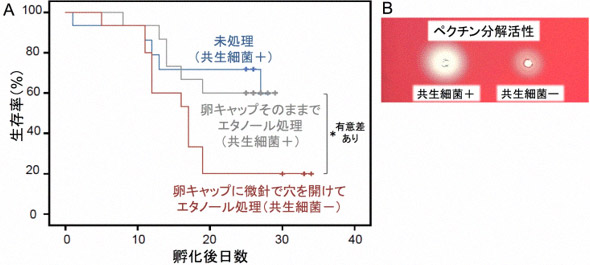 共生細菌の殺菌除去がアオカメノコハムシの生存やペクチン分解酵素活性に与える影響の図