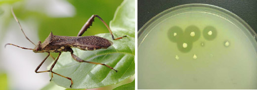 ダイズ害虫のホソヘリカメムシ（左）と土壌から単離した殺虫剤分解菌のコロニー（右）の写真