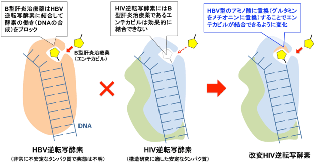 改変HIV逆転写酵素設計の概要図