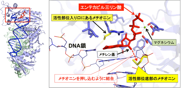 エンテカビルが結合した改変HIV逆転写酵素の構造図