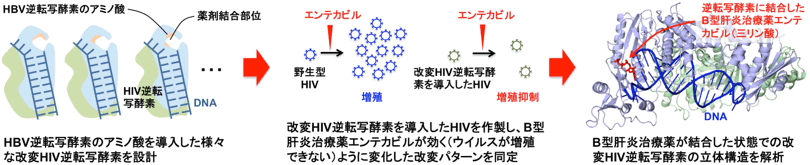 改変HIV逆転写酵素の作製とエンテカビルと結合した状態の立体構造図