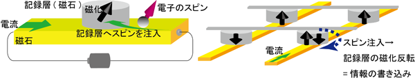 （左）今回作製した素子の模式図と（右）今回の成果から提案される不揮発性磁気メモリーの模式図