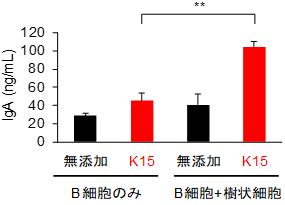 Pediococcus acidilactici K15のIgA産生増強における樹状細胞の関与の図