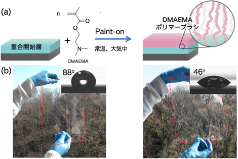 (a)今回使用したモノマーの構造式と今回開発したポリマーブラシ作製技術の概要図(b)Paint-on法によるDMAEMAポリマーブラシ作製前後のPETフィルム外観、透明性および水滴接触角の写真