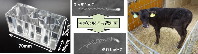 開発した運動性精子選別器具（左）、本器具で選別した運動形態の異なる精子（中央上下）、本器具で捕集した精子により人工授精し、誕生した子牛第一号（右）の写真