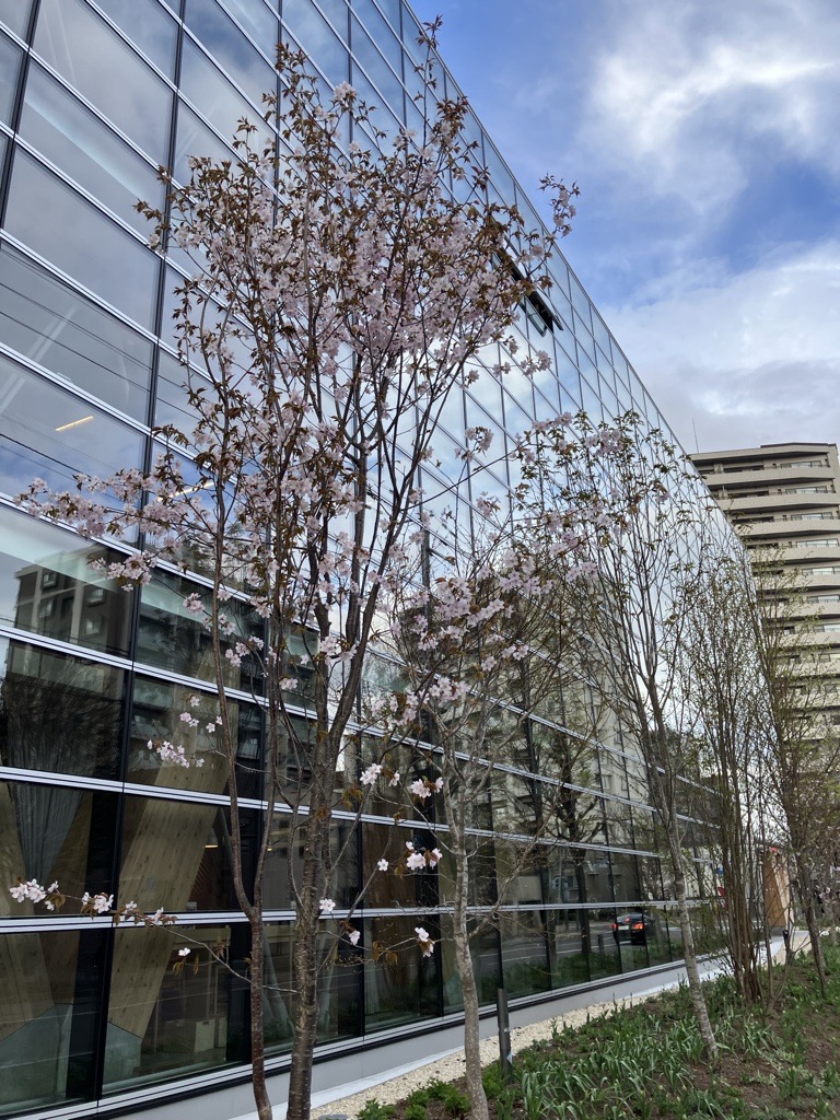 エア・ウォーターの森前の桜