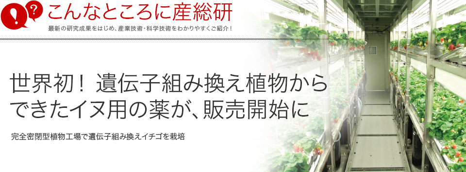 こんなところに産総研　世界初！ 遺伝子組み換え植物からできたイヌ用の薬が、販売開始に 完全密閉型植物工場で遺伝子組み換えイチゴを栽培
