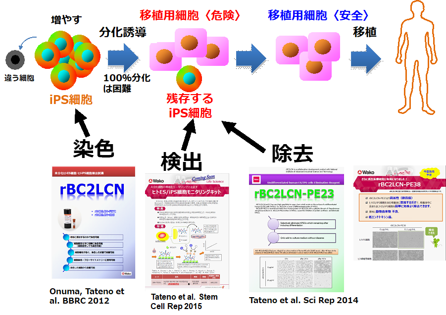 ヒトES/iPS細胞の品質管理技術の開発の概要図