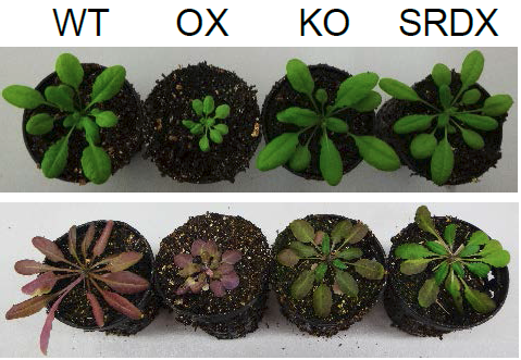 植物の老化が遅延する