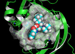 ネルフィナビルが、ウィルスの増殖に関連するメインプロテアーゼの活性部位に結合して活性を阻害している分子モデル