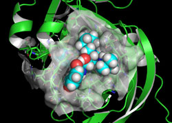 A molecular model in which nelfinavir binds to the active site of a main protease involved in the viral growth, inhibiting its enzymatic activity