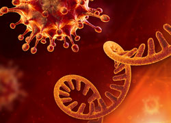 An image of the virus and RNA