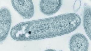 新たな系統の細菌「ジェマティモナス オーランティアカ」