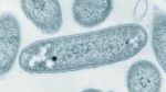 新たな系統の細菌「ジェマティモナス オーランティアカ」<span>20161014003</span>