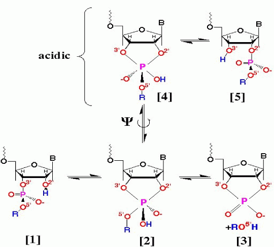 Fig.1