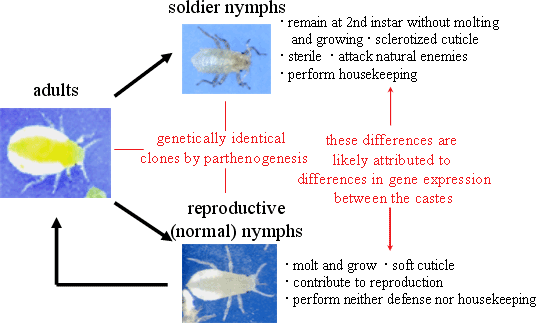 Fig.2