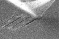 Figure5 (e)