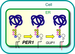 Figure 1：PER1 is involved in the removal of fatty acyl chain in the lipid remodeling process of GPI-anchored proteins