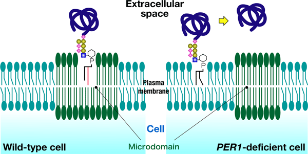 Figure 2：