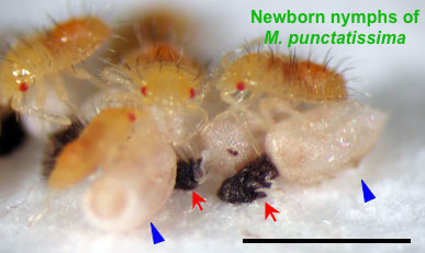 Photo：Newborn nymphs of M. punctatissima