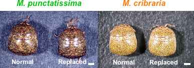 Photo：M. punctatissima (left) and M. cribraria (right)