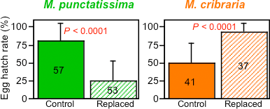 Graph：Egg hatch rates of M. punctatissima and M. cribraria