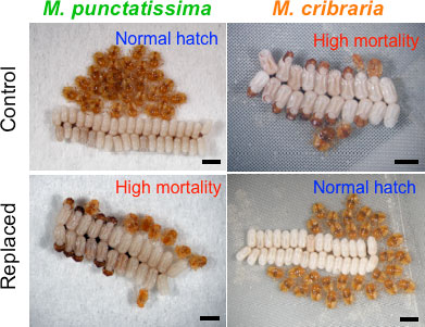 Photo：Hatching egg masses of M. punctatissima and M. cribraria