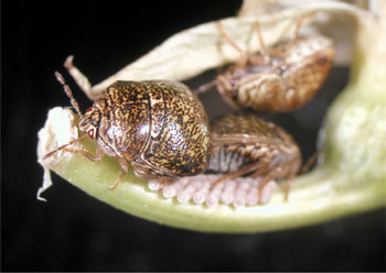 Photo：Megacopta punctatissima and their eggs