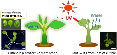 Summary figure