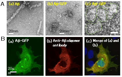 Figure1 (b)