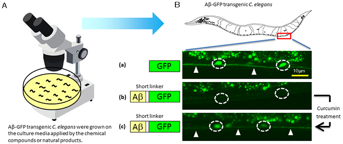 Figure1 (b)