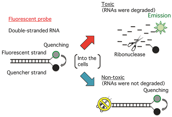 Figure;The fluorescence intensity of the probe increases in response to RNA degradation.