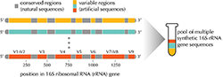 Figure of Developed artificial nucleic acid reference materials and a mixture of the reference materials