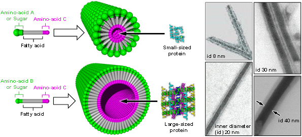 Figure: Structure of nanocapsules with different inner diameter sizes (left) and transmission electron microscope images (right)
