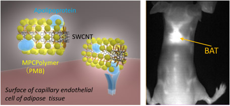 Figure: Schematic drawing of deposition of PMB-coated SWCNTs on a BAT (left) and the imaging of the BAT between the shoulder blades of a mouse (right)