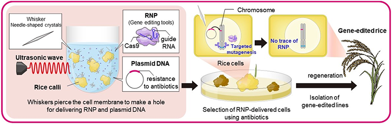 Figure of new research results