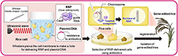 Figure of new research results Life Science and Biotechnology