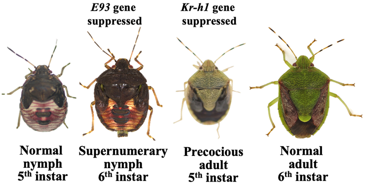 Figure of new research results