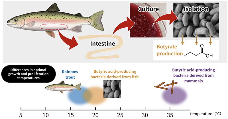 Figure of new research results