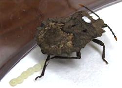 Figure of new research results Life Science and Biotechnology