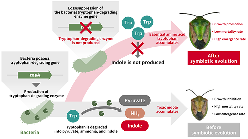 Figure of new research results
