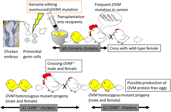 Figure: Generation of genome-edited chickens that are deficient in the ovomucoid gene