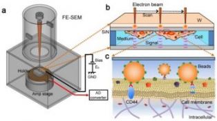 Photo:Observation of cells and nanobeads using novel dielectric microscope