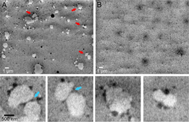 Figure:Visualization of milk fat emulsion