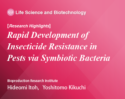 Rapid Development of Insecticide Resistance in Pests via Symbiotic 